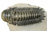 Detailed Crotalocephalina Trilobite - Exposed Hypostome #252413-5